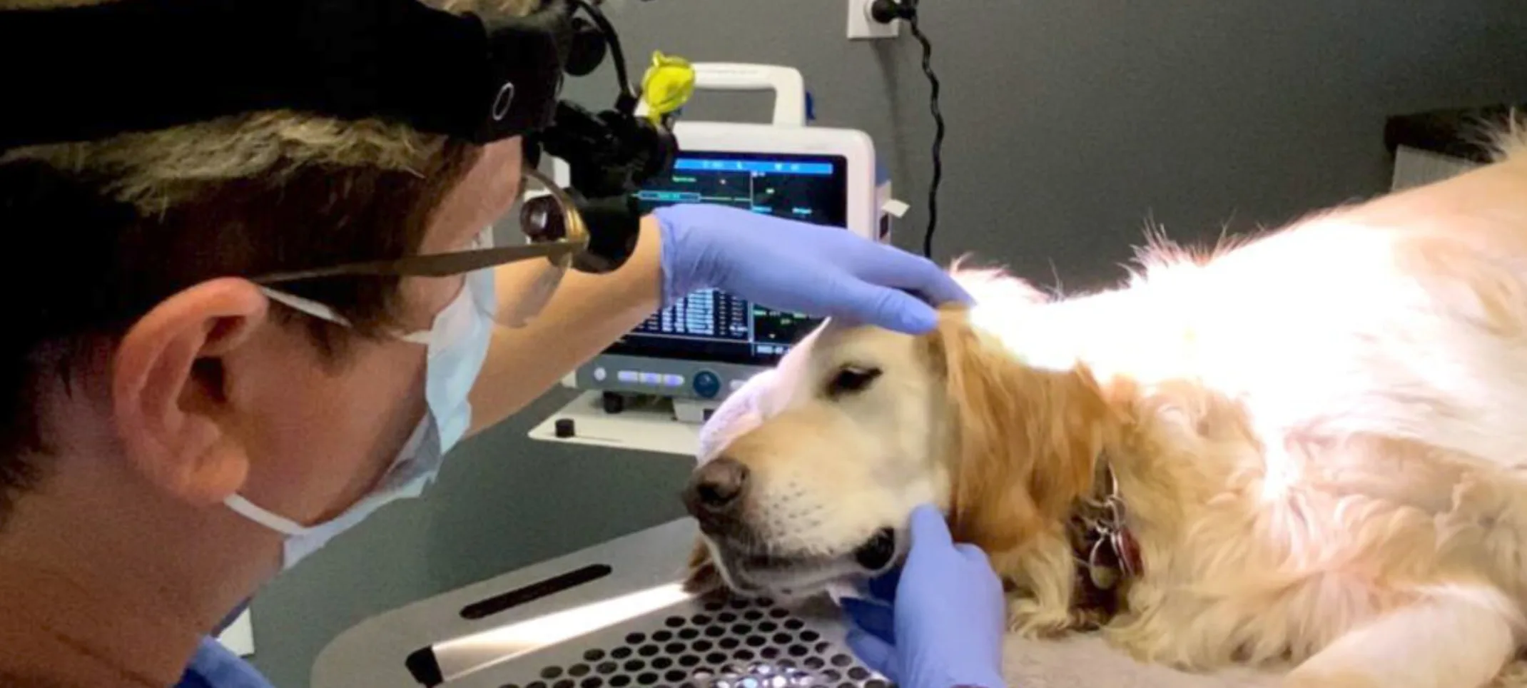 MBAH Staff Checking Dog's Teeth